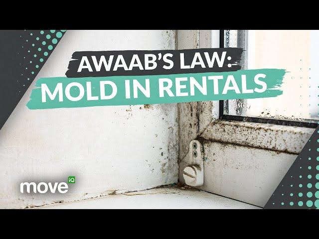 Awaab’s Law: What Every Renter Needs to Know