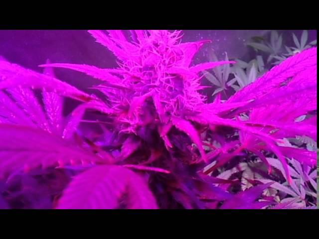 ledhydroponics - 45days Dutch cheese - led grow lights