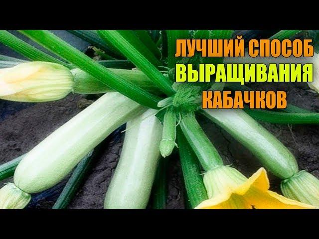 ЗАПОМНИТЕ ЭТОТ СПОСОБ ПОСАДКИ КАБАЧКОВ! СУПЕР УРОЖАЙ ГАРАНТИРОВАН!