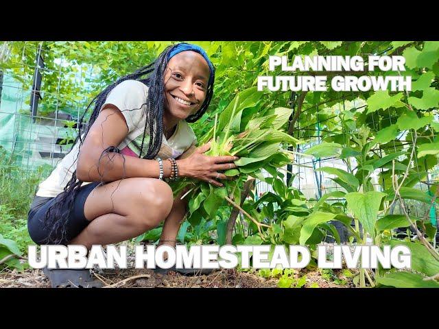 First Citrus Flower | Succession Plan | Garden Updates | Fertilizing (Abort Mission)