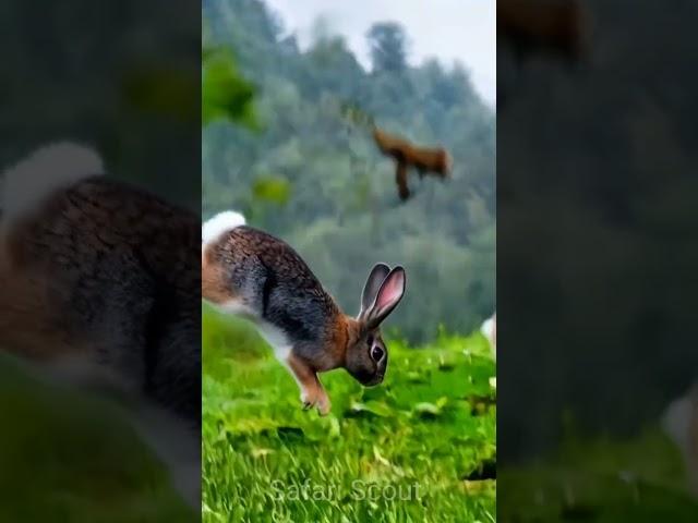 Eagle vs Rabbit #wildrift #wildanimals #wildlife #rabbit #eagle #animalworld #naturelovers #nature