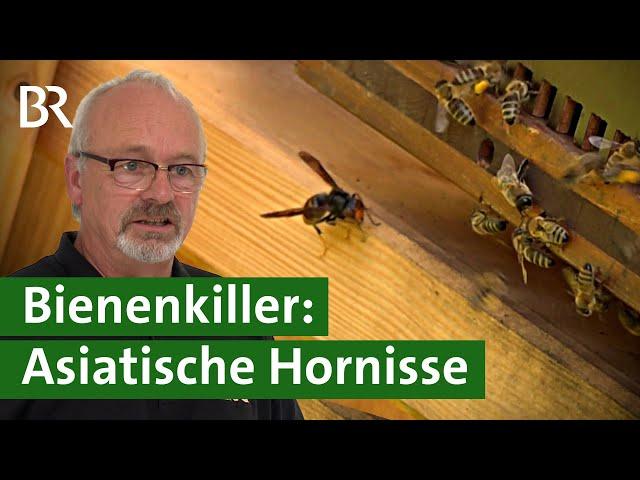 Honigbienen in Gefahr! Die Asiatische Hornisse breitet sich aus | Invasive Art | Unser Land | BR