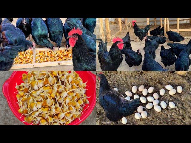 A simple way to get more eggs from your chicken / Gigant qora shaxzoda tovuqlari