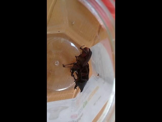 KUMBANG BADAK VS KUMBANG BADAK