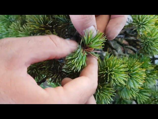 How to Pinch Japanese White Pines: Pentaphylla and Parvifolia