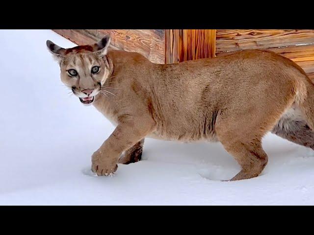 Puma Messi and the first snow! Mountain lion doesn't like winter and snow, he only loves his daddy.