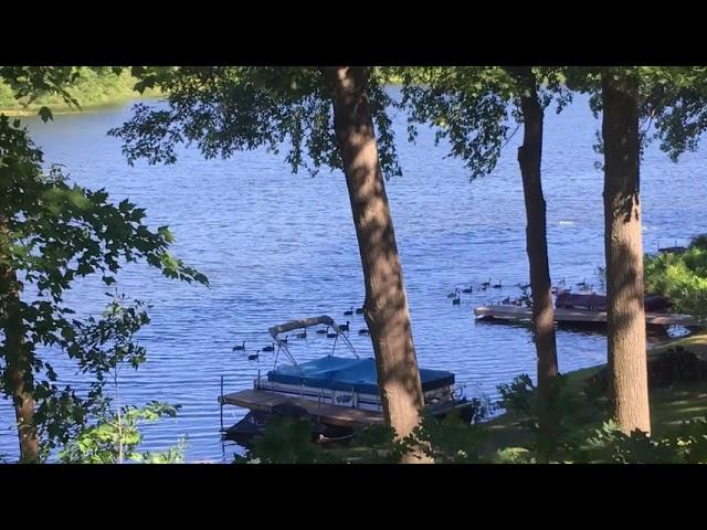 Big flock of geese on the lake.