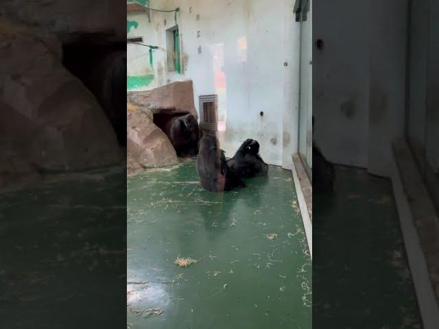 Gorilla Attack | China | Shanghai | Китай |  Нападение гориллы #china #memes  #shorts #animals