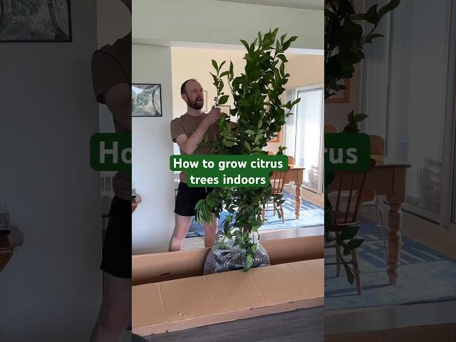 Meyer Lemon Tree | Fast Growing Trees   #gardening #indoorgarden #indoorgardening