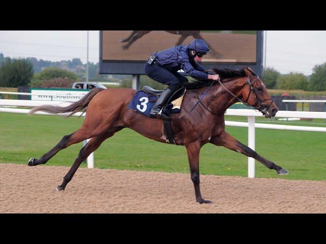 City Of Troy leaves O'Brien purring following Southwell gallop ahead of the Breeders' Cup Classic