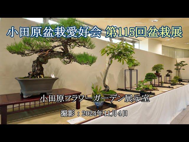 小田原盆栽愛好会 第115回盆栽展 [4K] 115th Bonsai Exhibition Organized by Odawara Bonsai Enthusiast Association