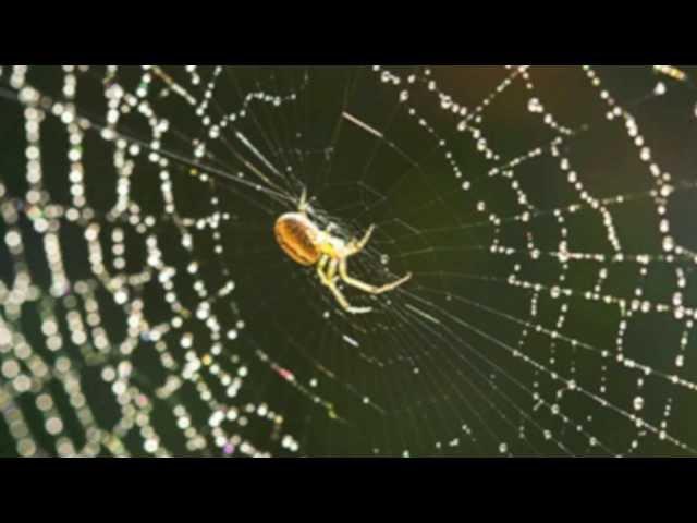 The Spider Song (cover by gAlaRamA and Carolyn S)