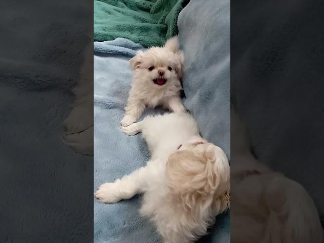 @GreenShopUA #puppy #petshub #petsworld #cute #petsrule #pet #pupsworld #doglife#worldpetslover