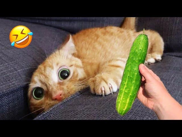 Cats with Comedy Chops  Hilarious Moments of 2024 