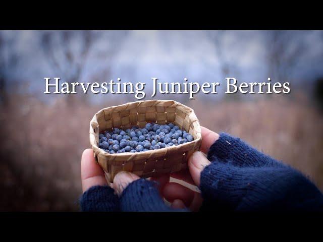 Meet Eastern Red Cedar: Gathering Juniper Berries