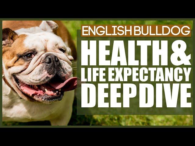 ENGLISH BULLDOG HEALTH AND LIFE EXPECTANCY