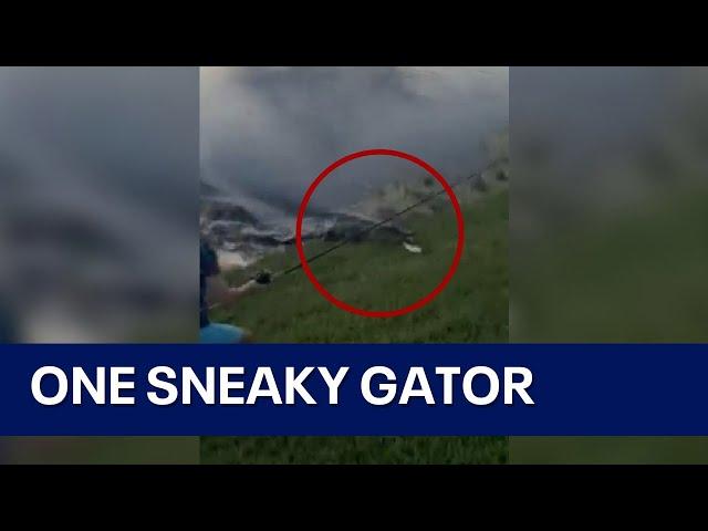 Alligator charges from water to steal Florida boy's fish in viral sneak attack