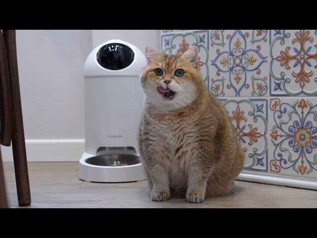 Furspark Big Eye: AI-Powered Pet Sentry & Feeder