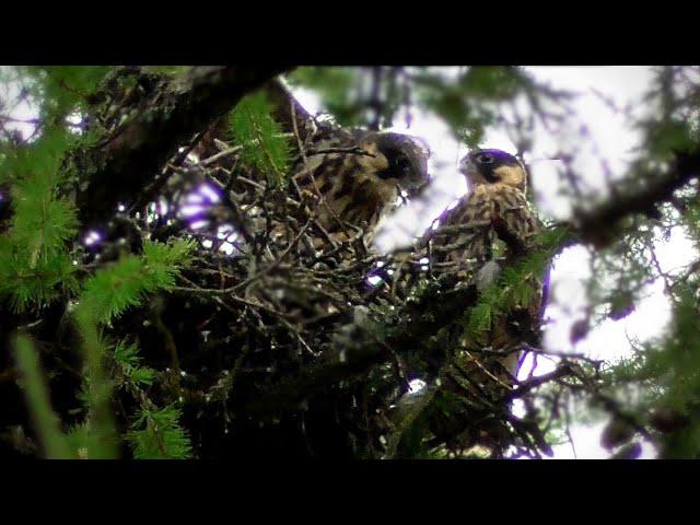 Hobby. How falcon chicks prepare for flight.