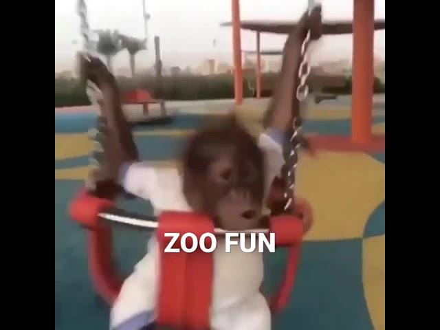 Смешная обезьяна | #funnymonkey