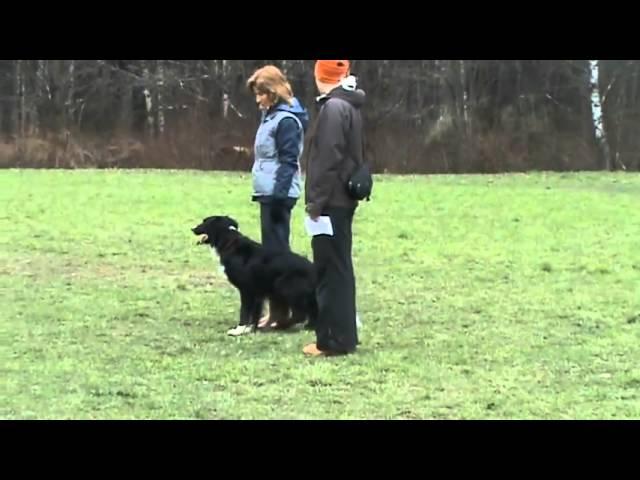Wonder WestSpacy & Galina Fedorova National championship - 3rd place Obedience