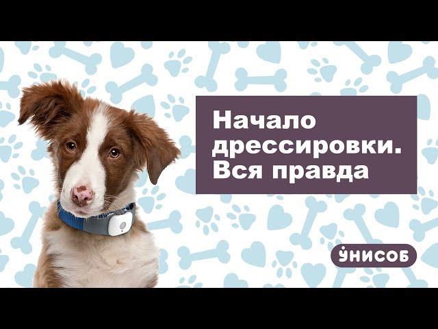 Восточноевропейская овчарка. Начало дрессировки