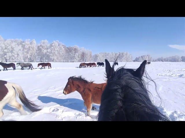 Лошади в марте.| Перегон.