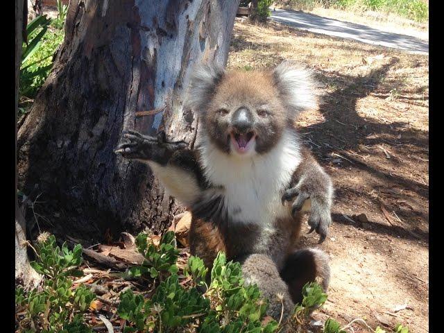 Koala Gets Kicked Out Of Tree and Cries!