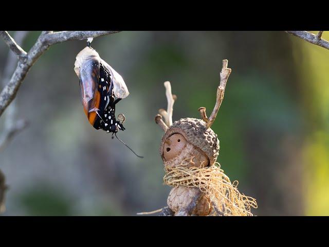 How I took this photo | Becorn with a Butterfly