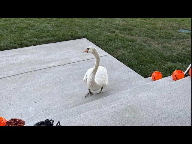 Couple Trapped Inside Garage by Territorial Swan