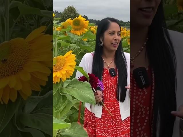 Sunflowers @ Garson farm, London | Anitha Anand short | Tamil