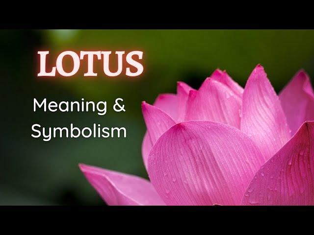 Lotus Flower Meaning and Symbolism