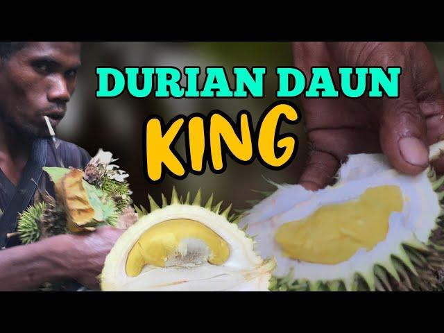 Memburu Durian Daun King, Durian Hutan yang Unik rasanya.