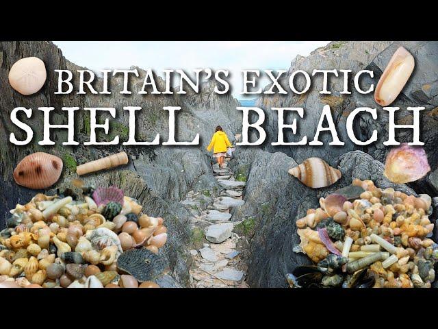 Hunting Exotic Shells At One Of The BEST Shelling Beaches In The UK!