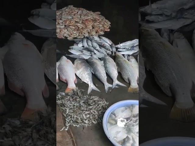 Paradip Fish Base