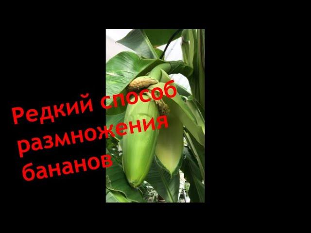 Обзор Теплица. Редкий способ размножения бананов в теплице!