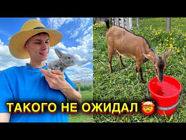 С КОЗАМИ НИКАКОГО ПОКОЯ ! ПОСАДИЛ БУДУЩИЕ ДЖУНГЛИ в огороде  КОСИМ И САЖАЕМ ПТИЧЬЕ ЦАРСТВО 