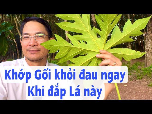 Khớp Gối khỏi đau ngay khi Đắp lá này . PHAN HẢI Channel