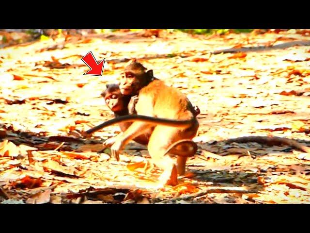 Baby Monkey Really Got Ki_dnaped By Bigger Monkey ! Vānarāḥ-KH