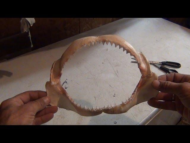 How To Clean a Shark Jaw