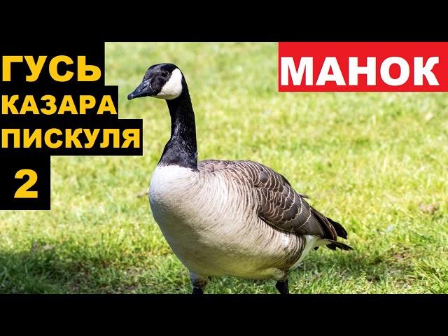 ГОЛОС (МАНОК) ГУСЬ КАЗАРА ПИСКУЛЯ 2