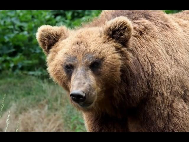 This Grizzly Killed Barbara Chapman And Injured Andrew Stepniewski