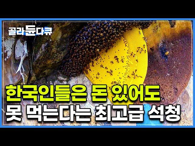 한국에선 수입, 유통 일체 금지된 히말라야 최고급 석청｜절벽에서 목숨걸고 따온 노란 판떼기.. 대체 무슨 맛일까?｜빠랑게｜세계테마기행｜#골라듄다큐