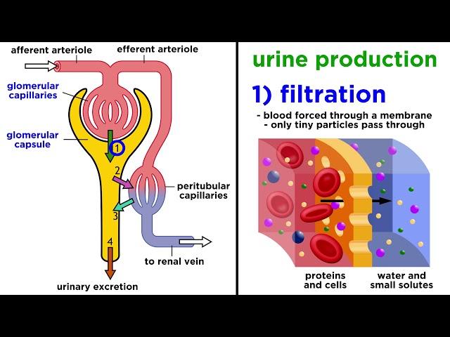 The Urinary System