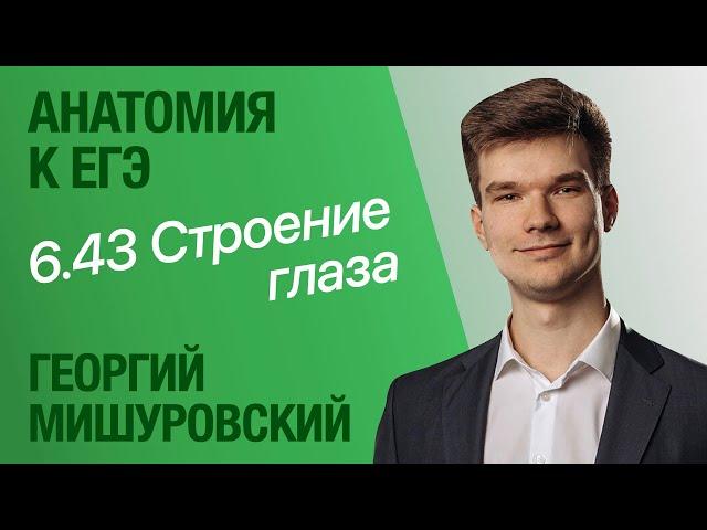 6.43. Строение глаза | Анатомия к ЕГЭ | Георгий Мишуровский