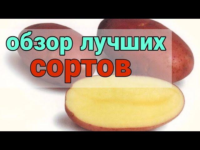 Лучшие сорта Картофеля. Отзывы, описание, характеристика