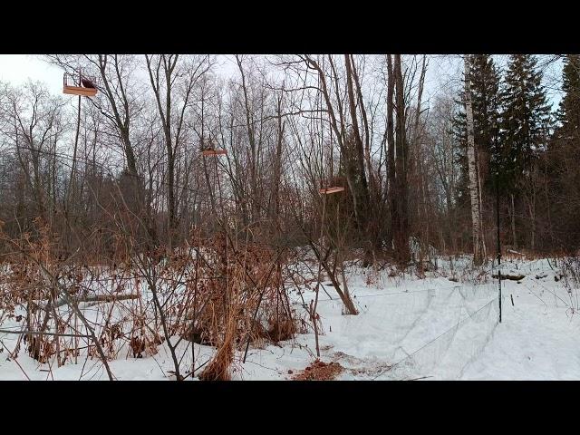 Ловля певчих птиц.1.12.24.