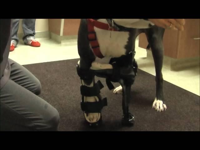 Prosthetic PVS - Dog with Brace
