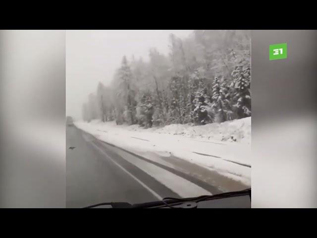 Майский снег свалился на голову садоводов. Из-за заморозков у дачников перемерзли все саженцы