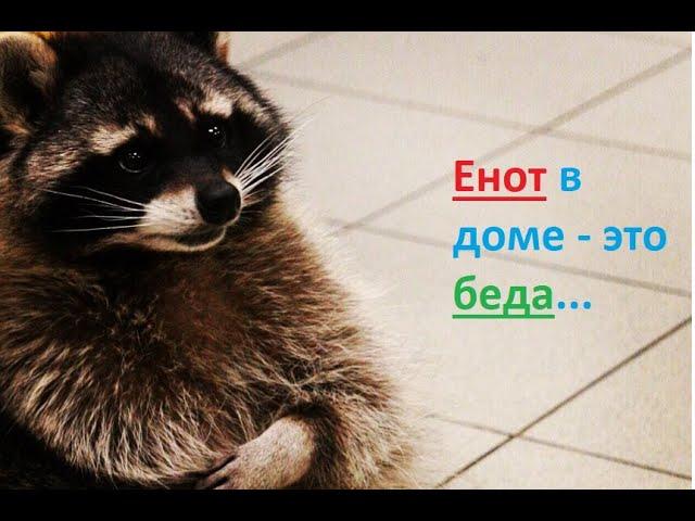 Енот полоскун в доме - это беда! Приколы про енотов # Гостиница  для животных#